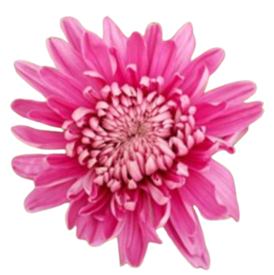 Chrysanthemum hornbill dark pink
