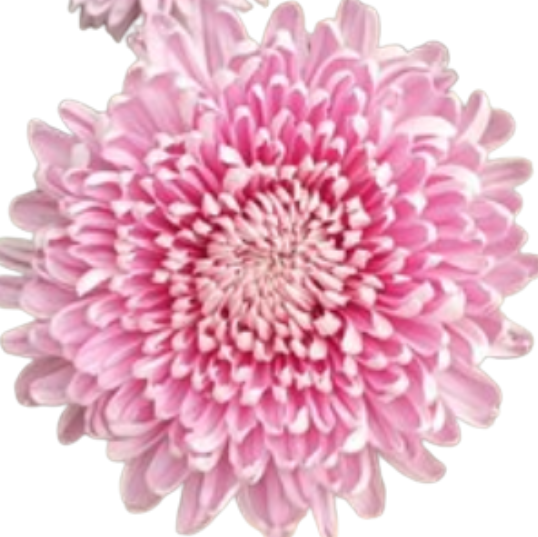 Chrysanthemum hornbill light pink
