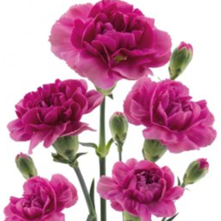 Carnation spray misa miss sassy