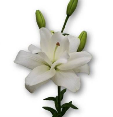 Lilium la-hybrid wedding bell