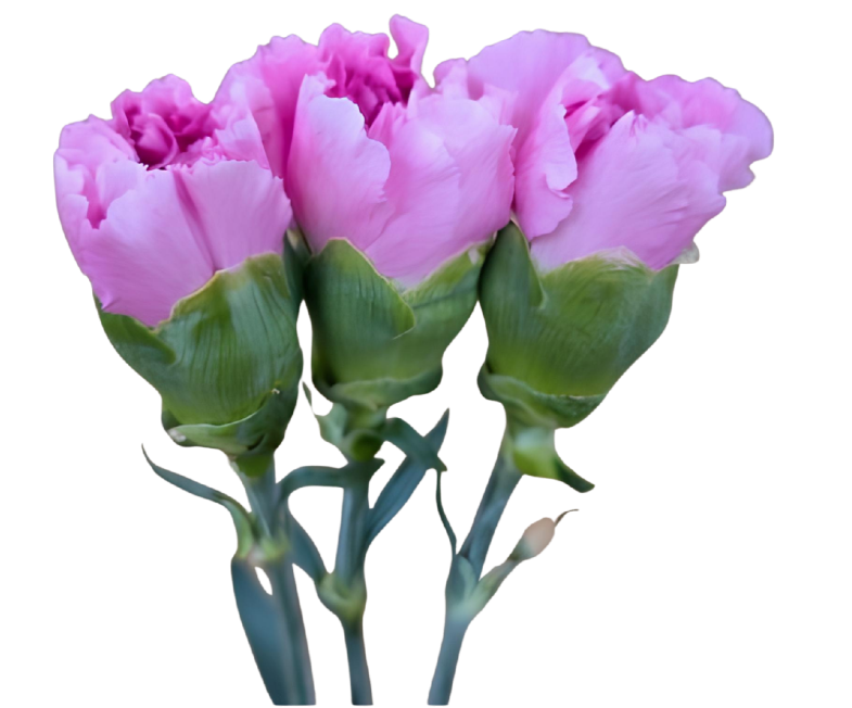 Carnation spray miss mythical