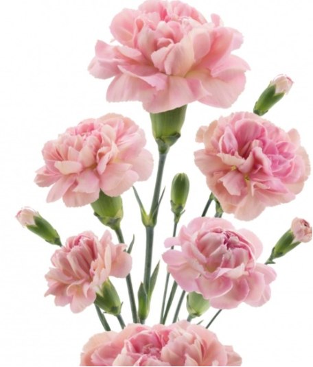 Carnation spray miss bella