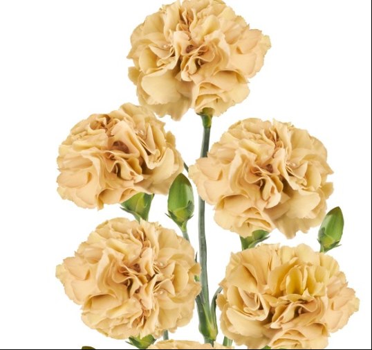 Carnation spray miss cinnamon