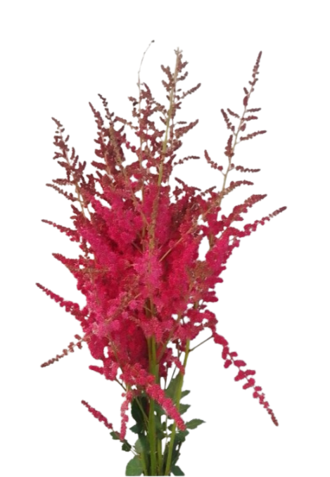 Astilbe hot pearl