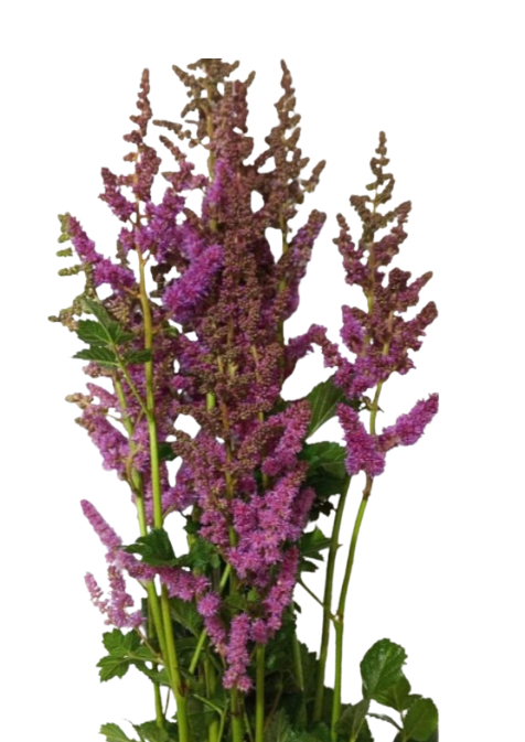 Astilbe black pearl